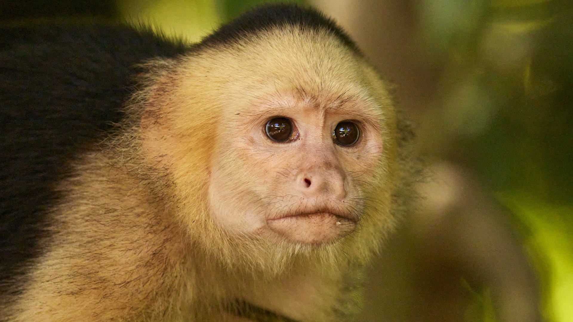 Capuchin monkey looking away - image 9